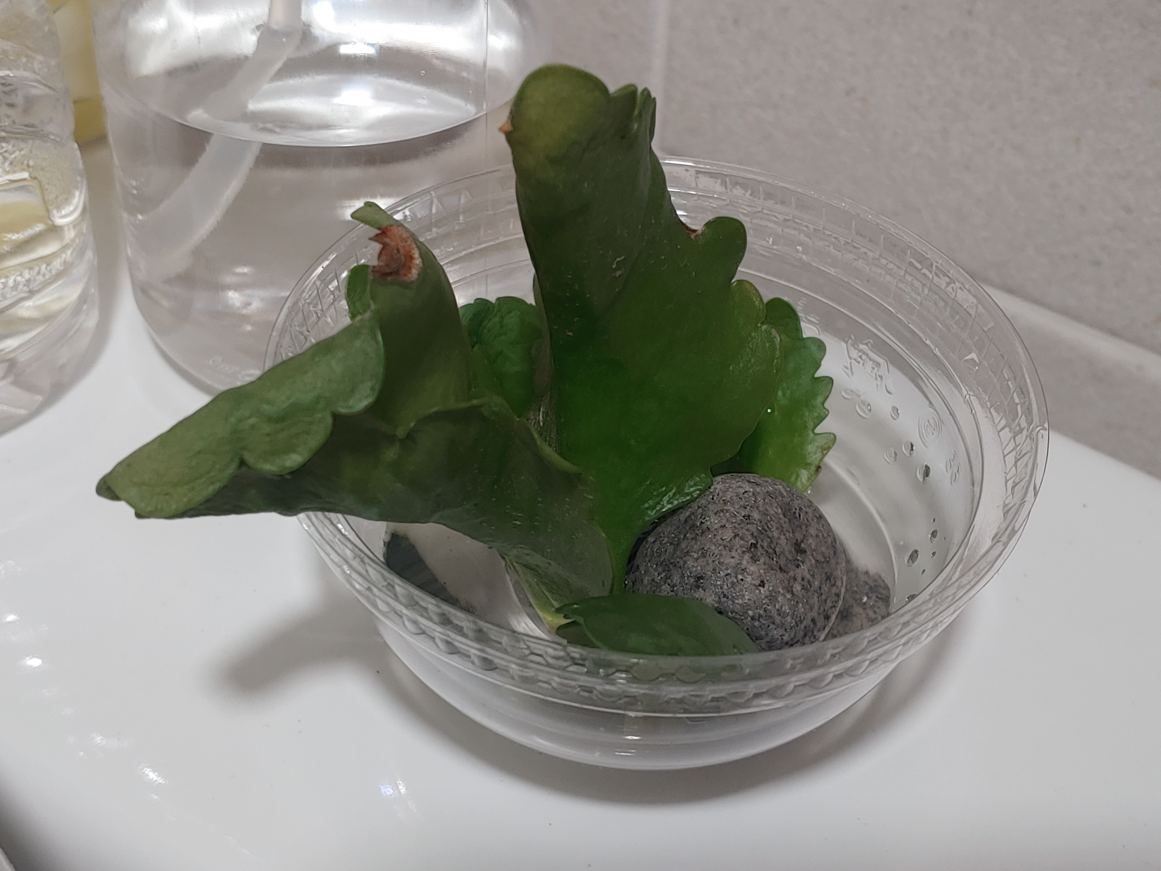  칼란디바 잎꽂이(엽삽) 번식