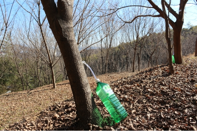 고로쇠 수액