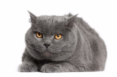  샤트룩스(Chartreux)