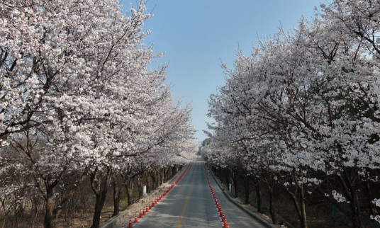 흥천-남한강-벚꽃길