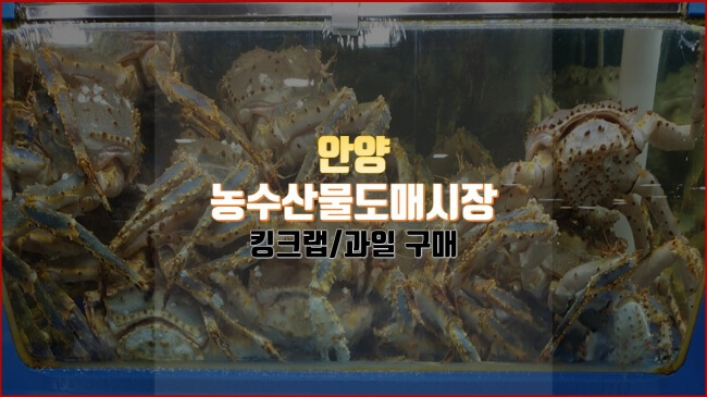  [안양 농수산물도매시장] 살이 꽉찬 킹크랩 구매