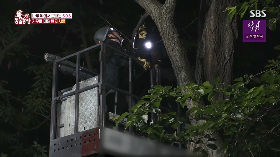 TV 동물농장.E1126.230625p.H264-F1RST.mp4_20230626_204304.308.jpg
