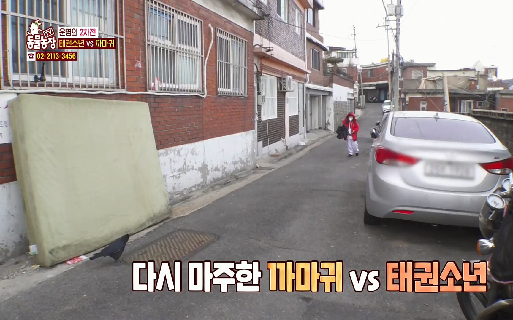 TV 동물농장.E1062.220327p.H264-F1RST.mp4_20220327_174437.748.jpg