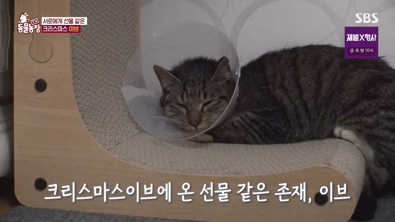 TV 동물농장.E1156.240129p-NEXT.mp4_20240128_191747.051.jpg