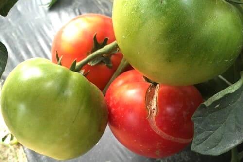 토마토-재배법-열과현상-증상-방제법