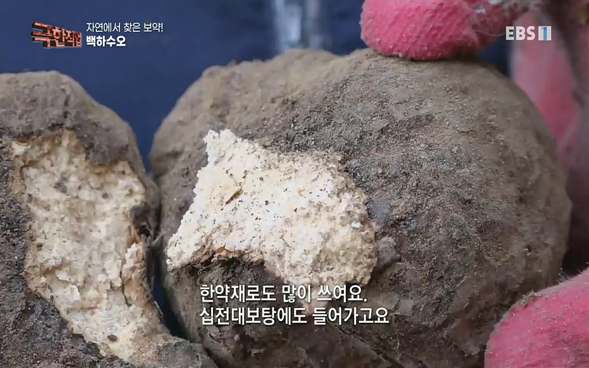TV - 교육의 중심 EBS자연에서 찾은 보약! 석이버섯, 호장근, 백하수오.mp4_20220518_192331.342.jpg