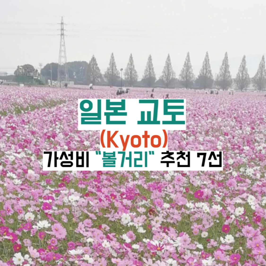 일본-교토-볼거리가이드