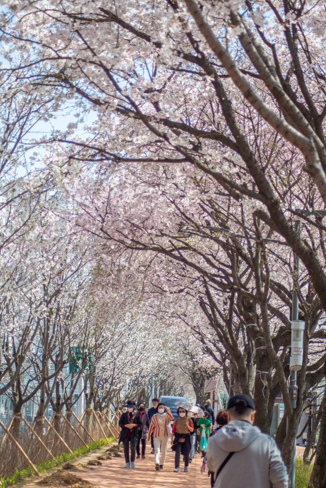 안양천 벚꽃길