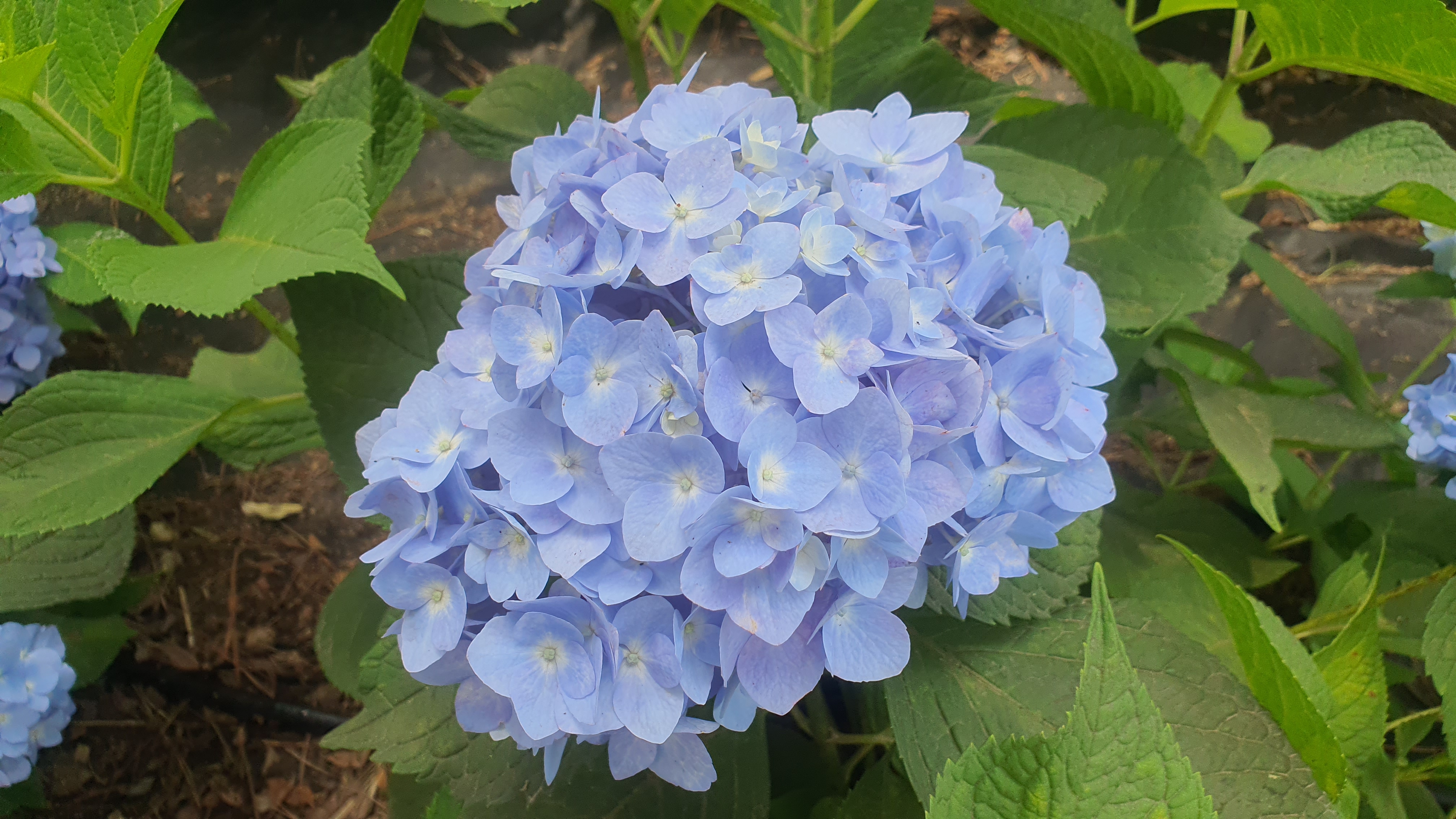 공주 유구 수국축제 주차정보(6월 충남 꽃축제)