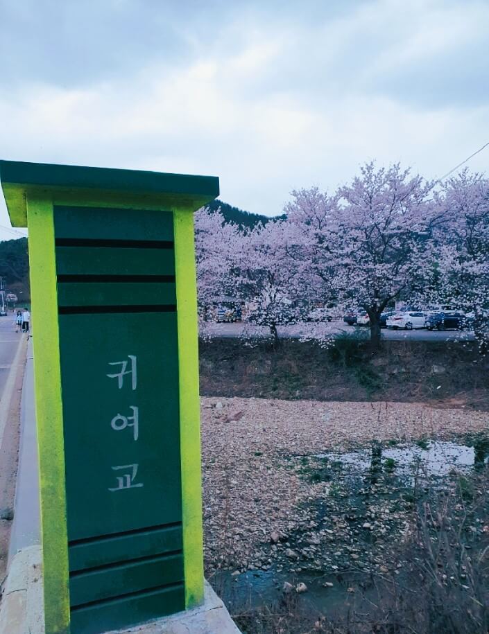 귀여리-벚꽃길