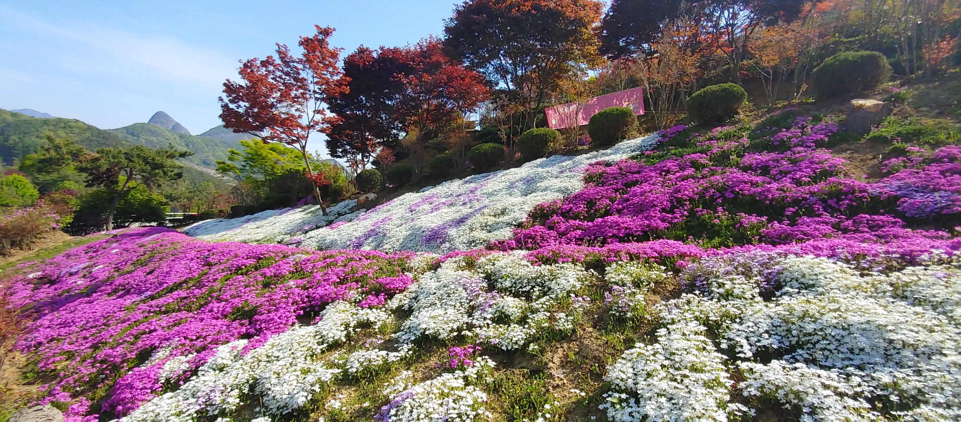 동산잔디 이미지