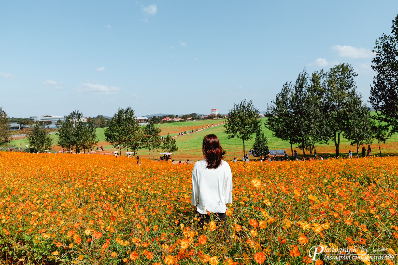 황하코스모스 동산에서