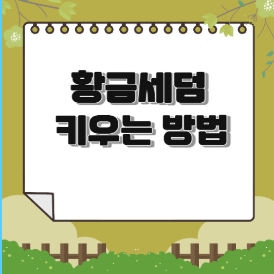  황금세덤 키우기 (분갈이, 물주기, 월동, 키우는방법)