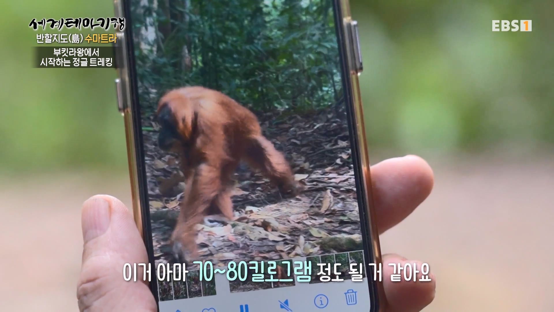세계테마기행.230731.반할지도(島) 수마트라-1.북수마트라 제대로 즐기기.mp4_20230820_122428.264.jpg