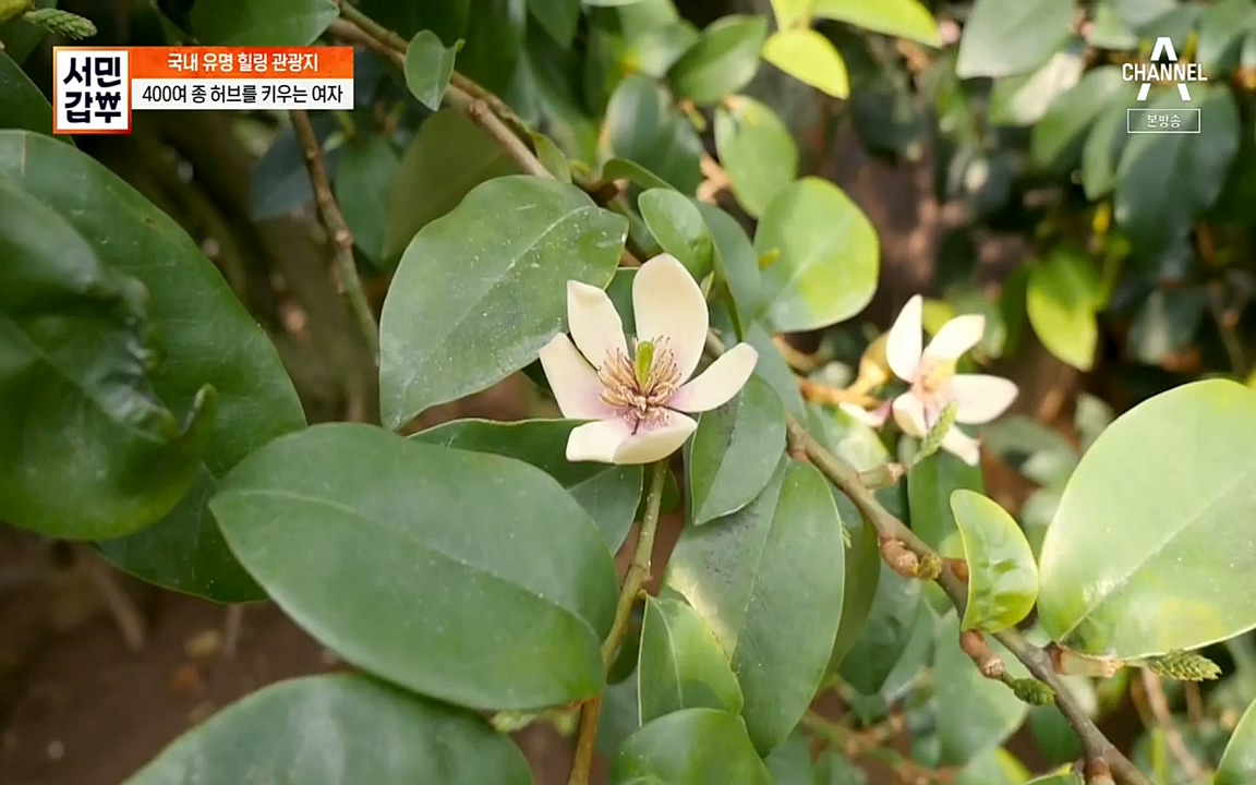 서민 갑부.E380.220424p-NEXT.mp4_20220424_182059.367.jpg