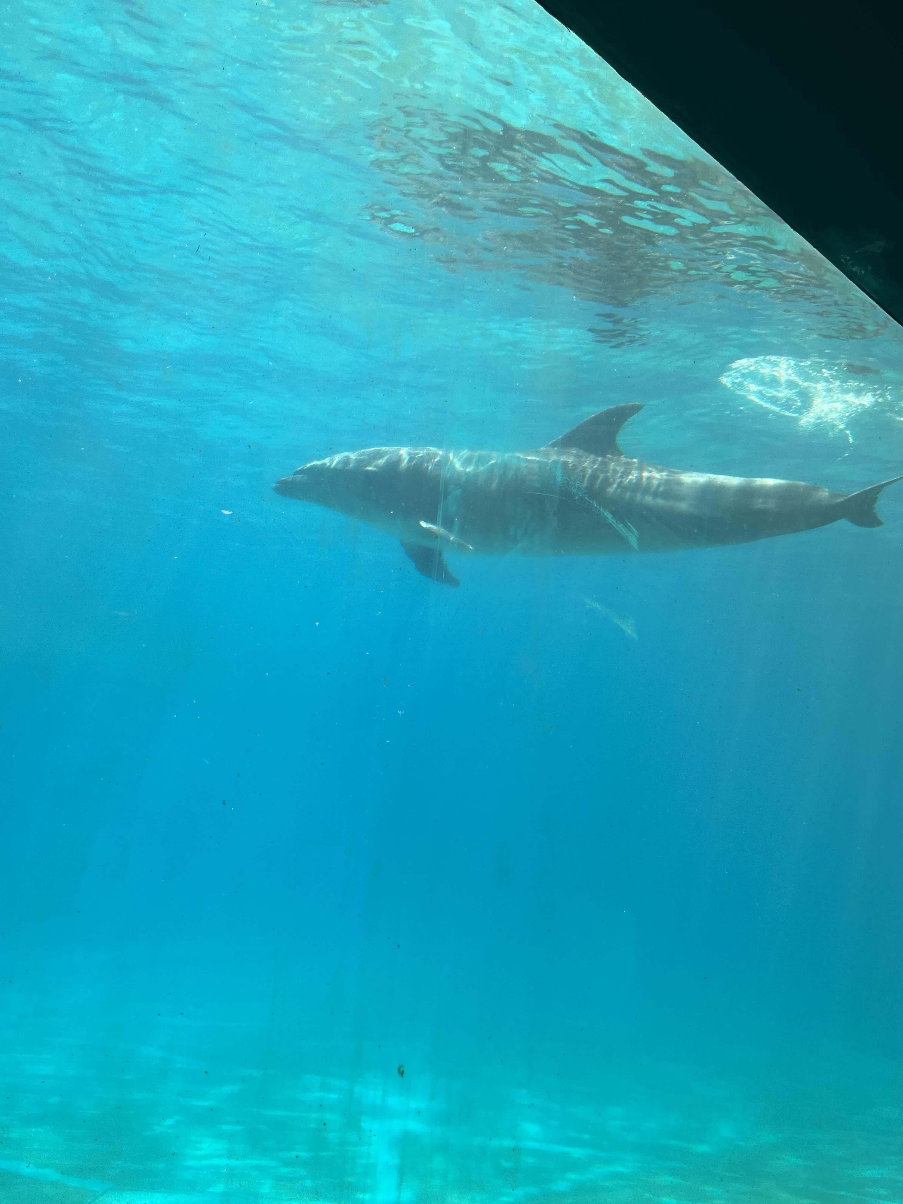 돌고래 수족관 사진