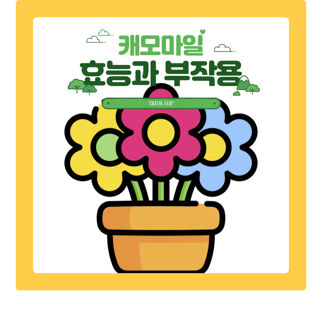  캐모마일 효능과 카모마일 부작용 알아보기