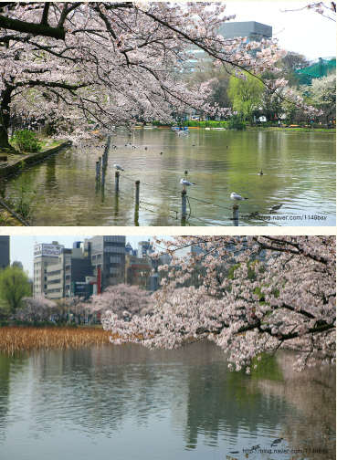 우에노 공원 벚꽃 사진