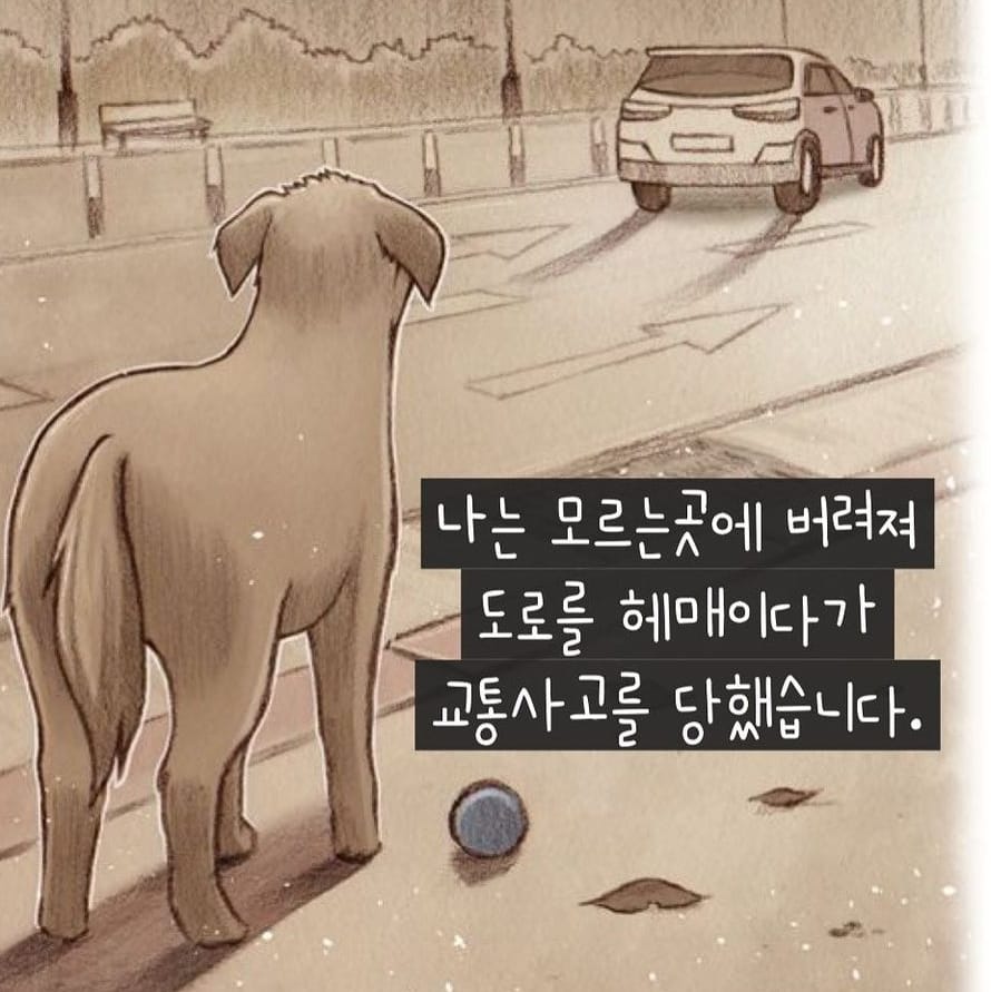 순둥이 록키의 가족찾기 대형견 유기견입양 말라뮤트 8
