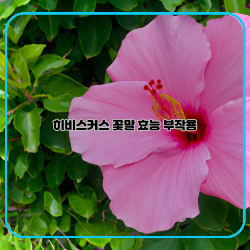  히비스커스의 꽃말, 효능 및 부작용! 알아보자