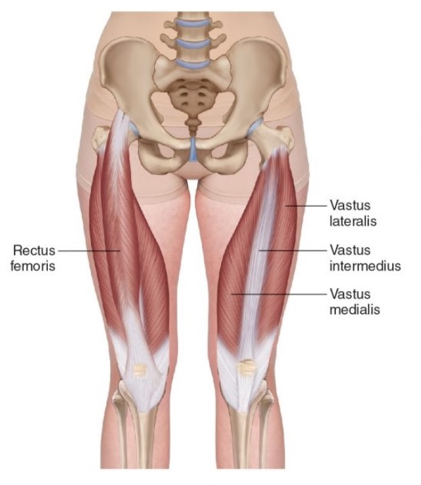 무릎관절에 좋은 운동 대퇴사두근 허벅지근육 운동 알아보기: 무릎관절과 허벅지근육의 관계 - 대퇴사두근 넙다리네갈래근 허벅지근육