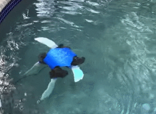  예일대 , 변신 가능한 수륙양용 거북 로봇 개발 VIDEO:Yale-led team develops shape-shifting turtle robot
