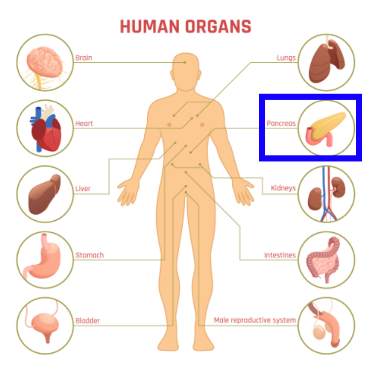 사람의 장기-췌장