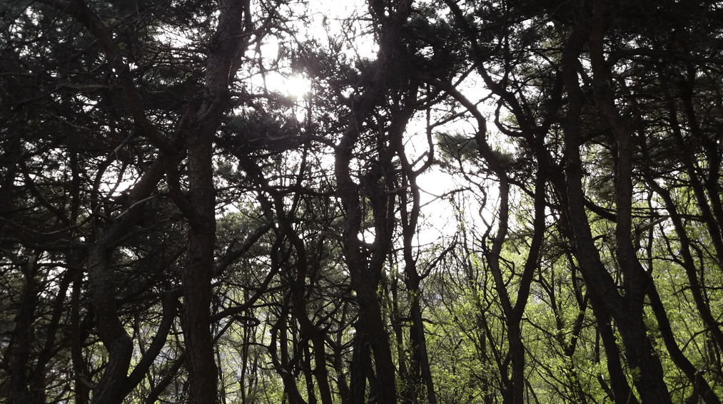 숲속 사진