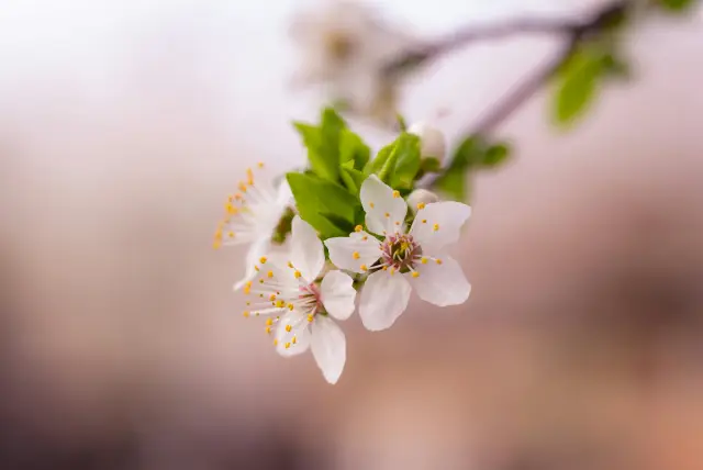 황매산철쭉축제