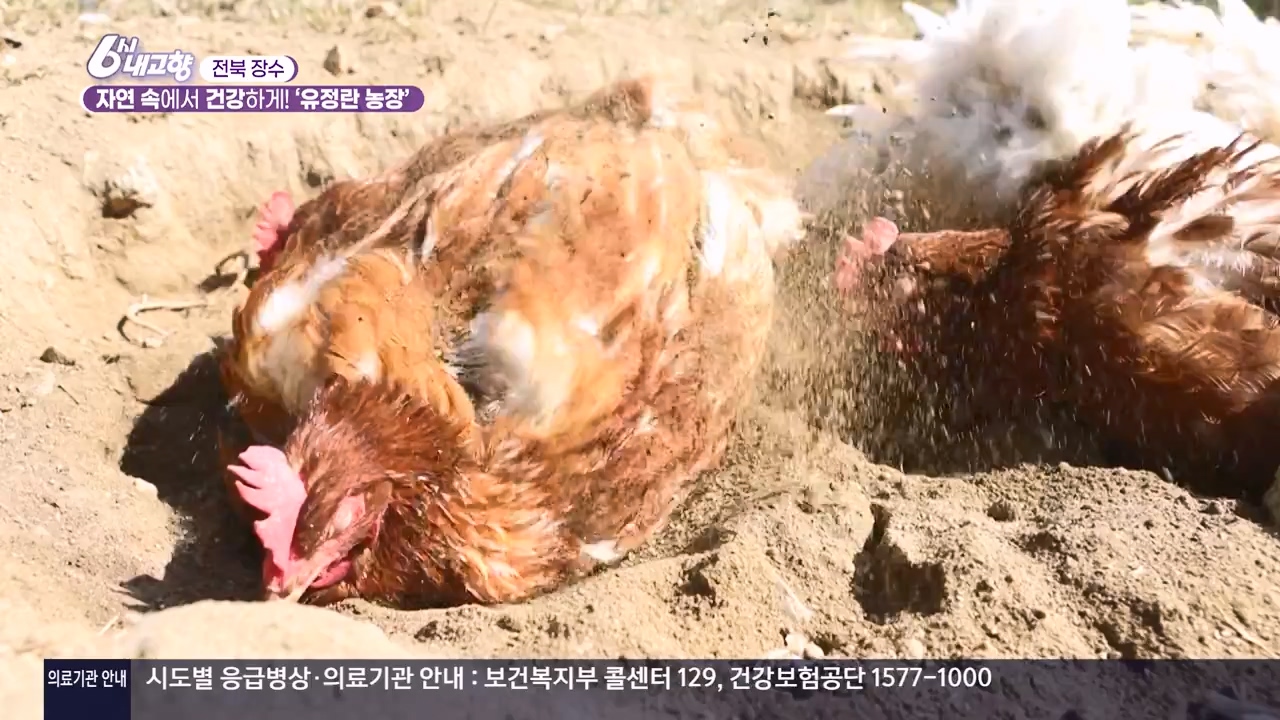 6시 내고향.E8057.240525p-NEXT.mp4_20240525_162203.950.jpg