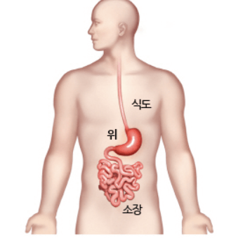 위내시경 전날음식/금식시간/소요시간- 위 위치