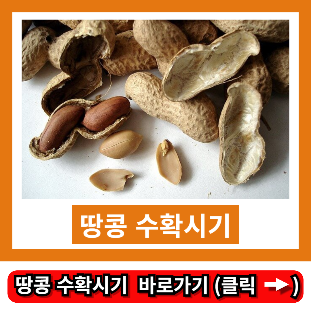 땅콩 수확시기
