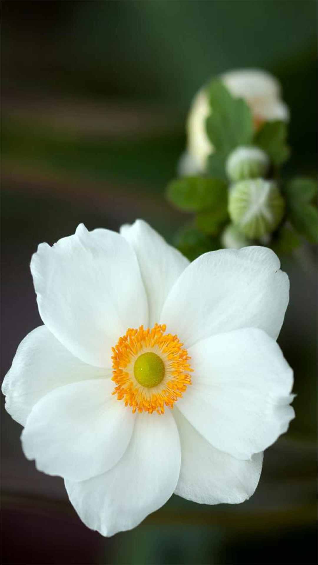 Anemone Flower iPhone Wallpaper