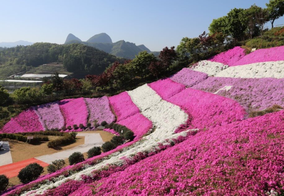 언덕에-흰색-분홍색-자주색-꽃밭이-깔려있다