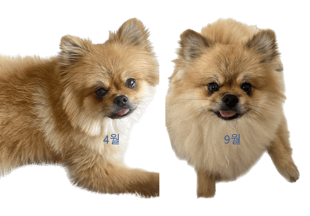 비교 사진