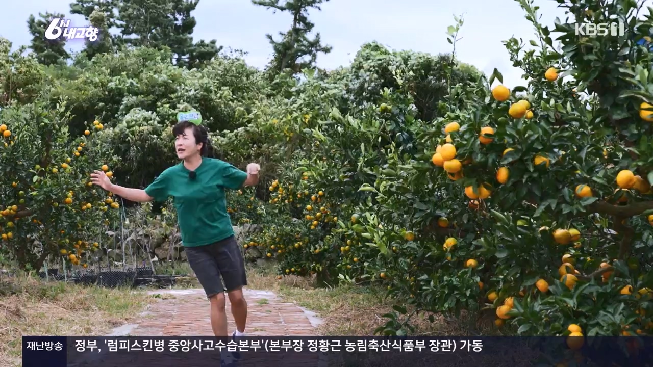 6시 내고향.E7910.231032p-NEXT.mp4_20231101_204600.004.jpg