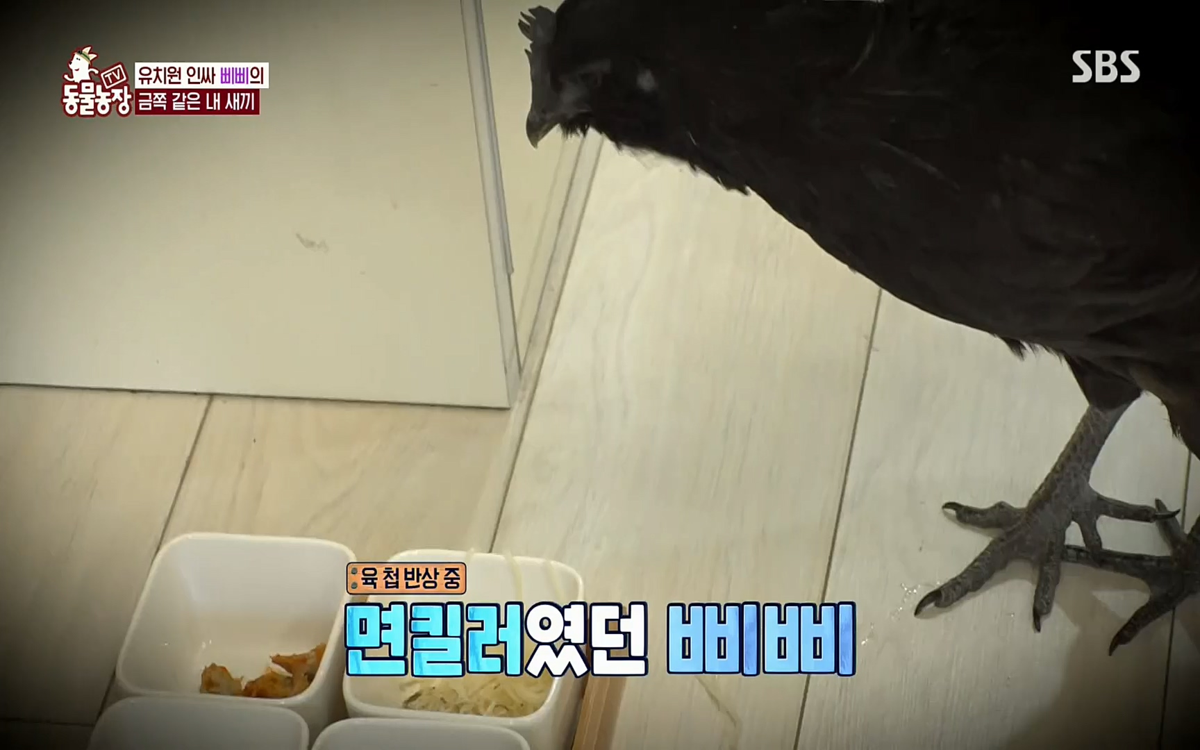 TV 동물농장.E1073.220612p.H264-F1RST.mp4_20220612_181338.338.jpg