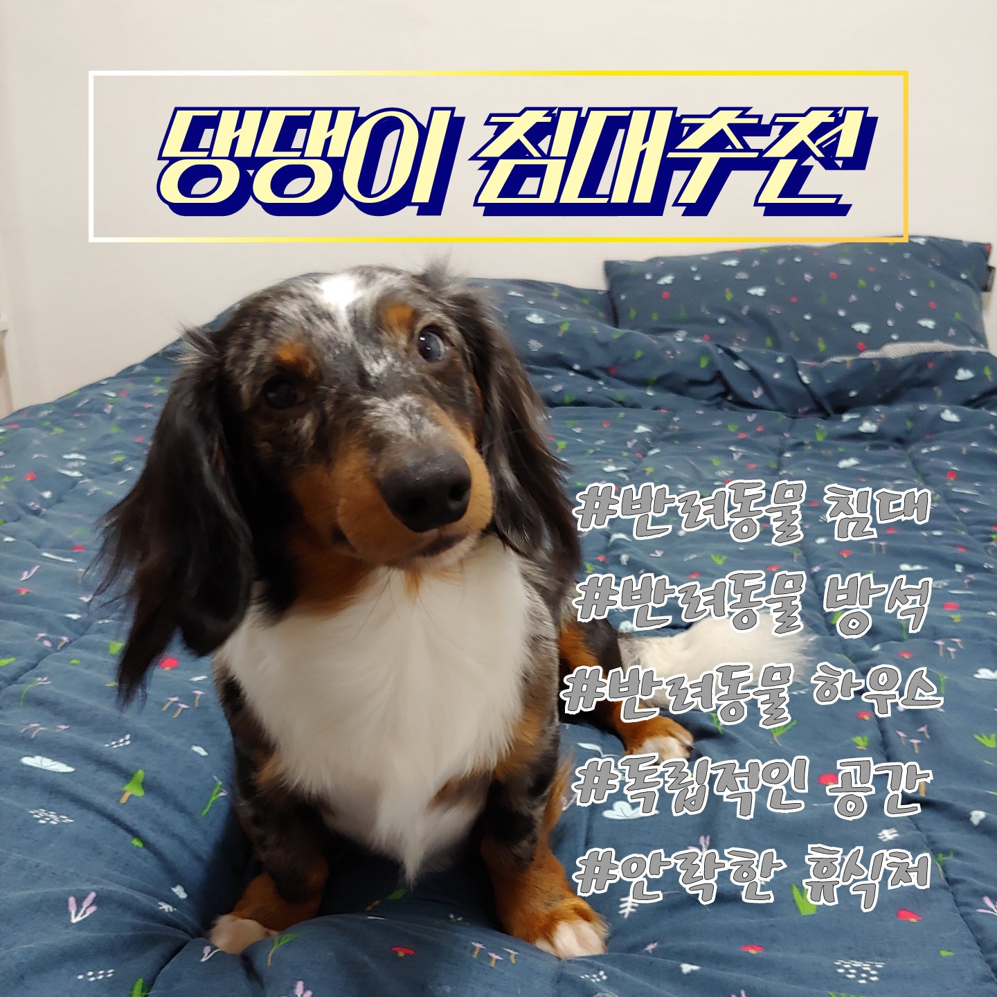  [강아지집] 강아지에게도 혼자만의 안락한 공간이 중요해요