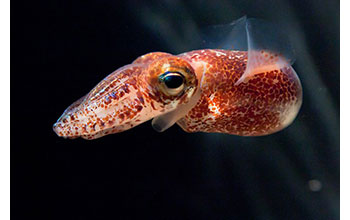 [연체동물] 하와이짧은꼬리오징어 Euprymna scolopes