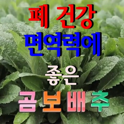  폐 건강에 도움주는 못난이 배추 곰보배추(뱀차즈기 배암차즈기) 효능 부작용 먹는방법(곰보배추 된장무침, 곰보배추 차)