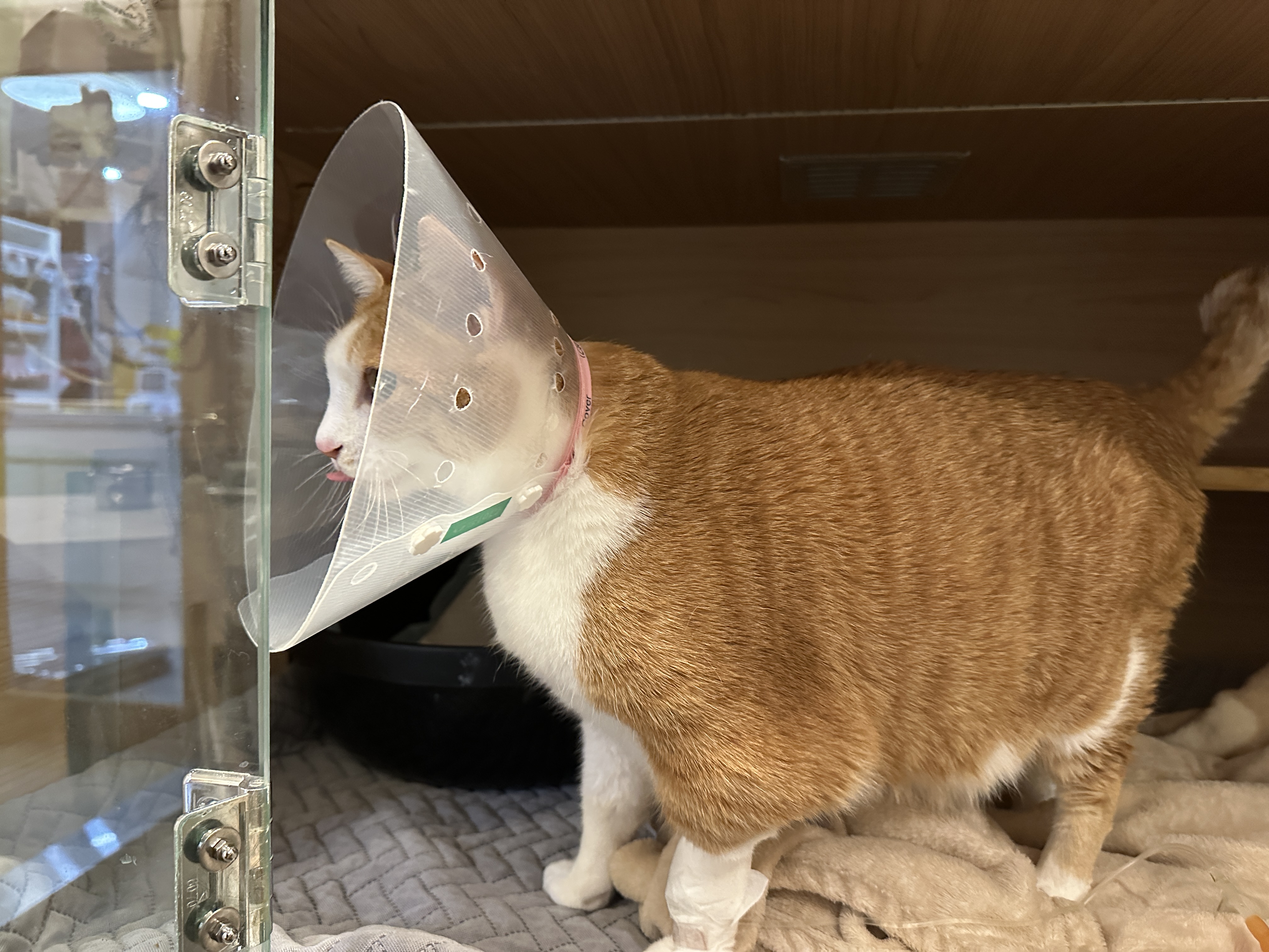 입원한_호야_고양이_담관염_췌장염_7