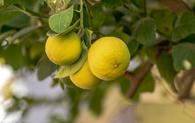 레몬 이미지3