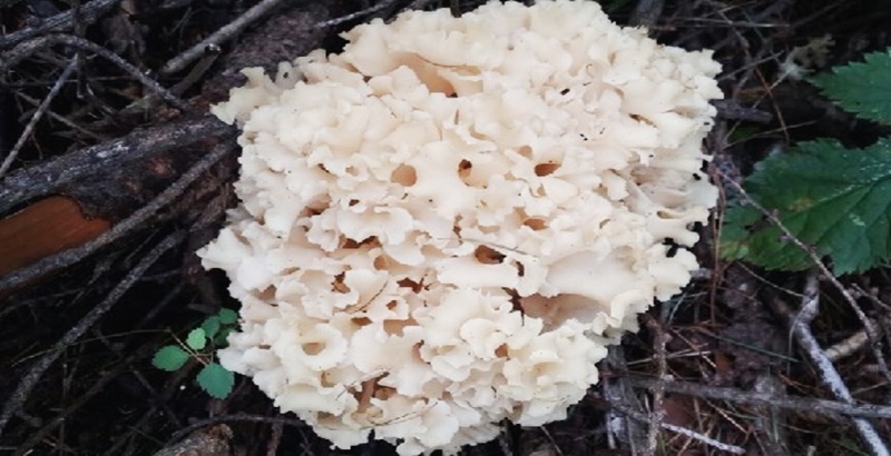 하얀 꽃송이버섯