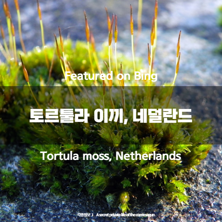  Featured on Bing - 토르툴라 이끼, 네덜란드 Tortula moss, Netherlands