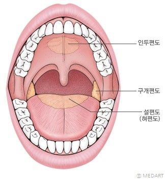 인후염 증상