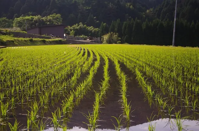 rice-828540_640