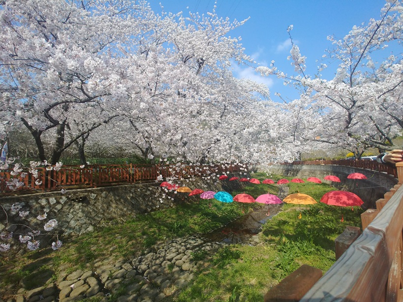  경남 진해 가볼만한곳: 2019 진해 군항제 & 벚꽃축제 다녀왔습니다~~!!!!