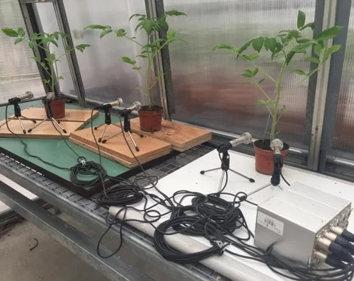 온실에서 토마토 3그루의 소리를 녹음하는 장면
