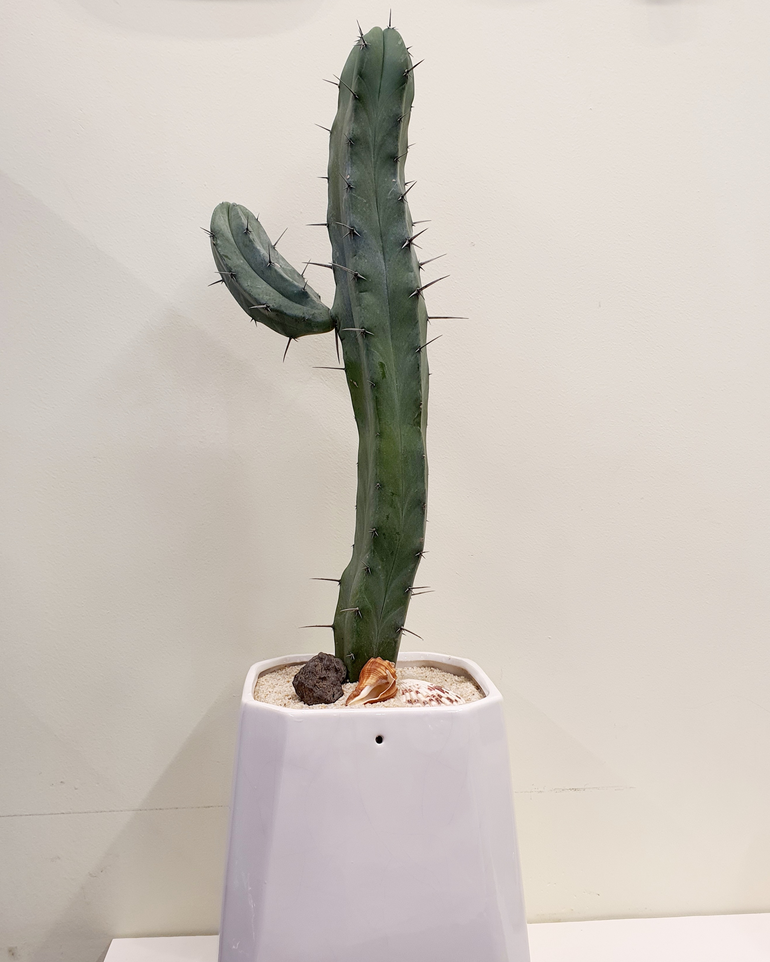 Myrtillocactus geometrizan&#44; cactus&#44; dragon tree