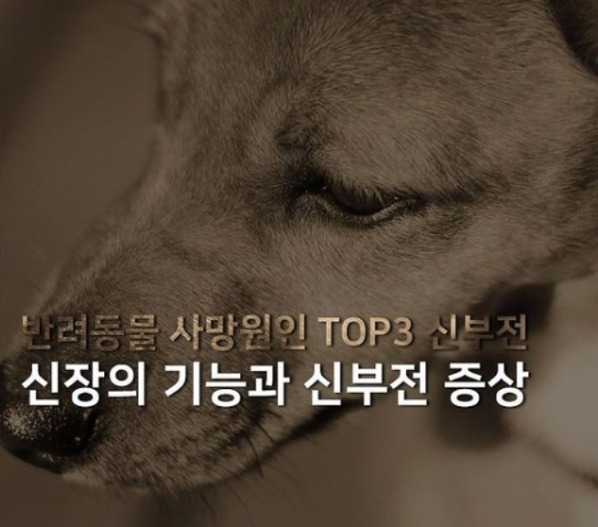  고양이강아지 깨긋한 물 줘야되는 이유? 물그릇 정수기로 건강관리 필수
